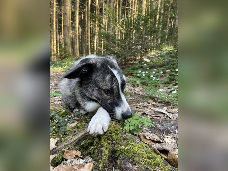 Der hübsche Franz (15 Monate) sucht sein Zuhause