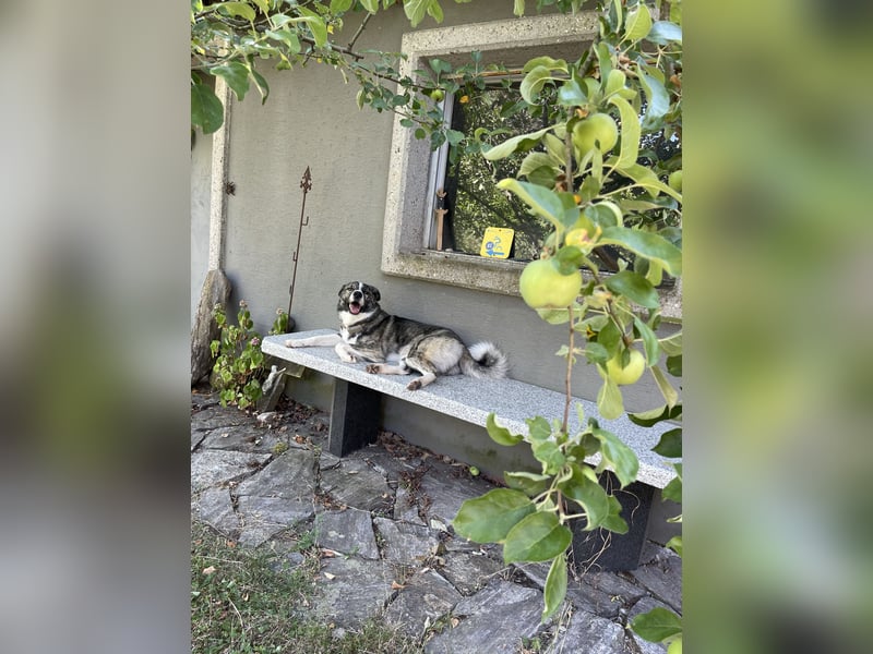 Schönling Franz (15 Monate) sucht dich