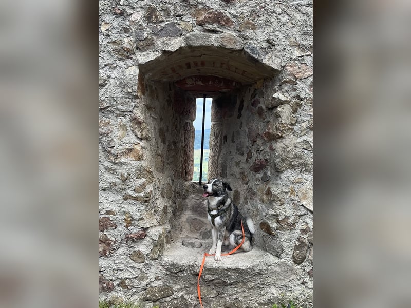 Schönling Franz (15 Monate) sucht dich