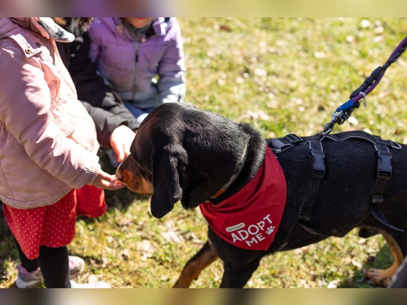 RICCO - Starker Begleiter mit großem Herz