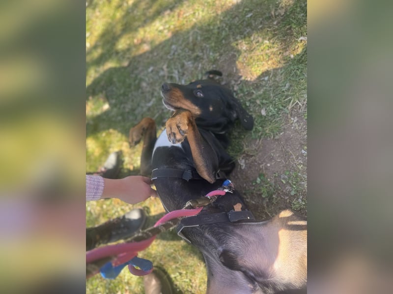 RICCO - Starker Begleiter mit großem Herz