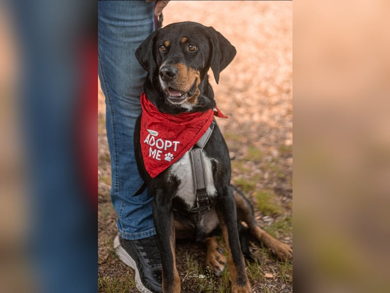 RICCO - Starker Begleiter mit großem Herz