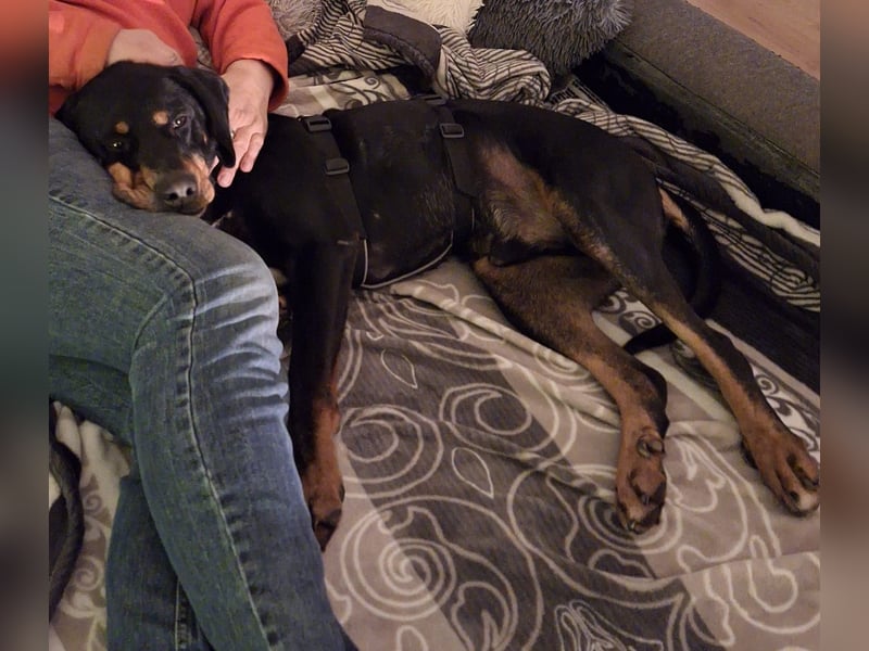 RICCO - Starker Begleiter mit großem Herz