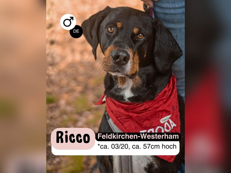 RICCO - Starker Begleiter mit großem Herz