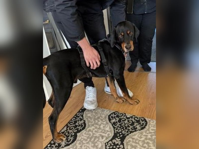 RICCO - Starker Begleiter mit großem Herz