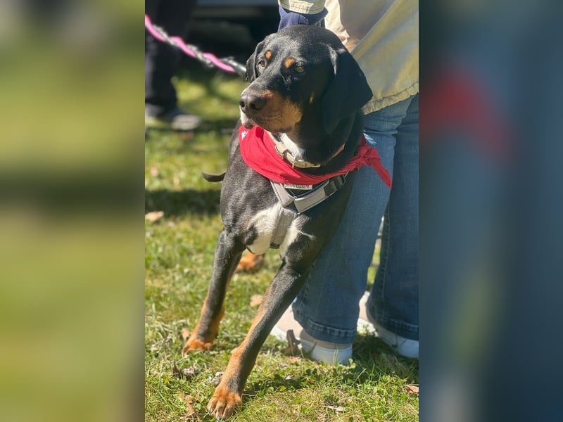 RICCO - Starker Begleiter mit großem Herz