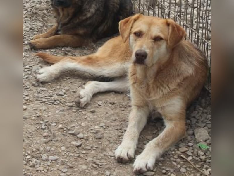 SILLY sehnt sich nach einem Zuhause