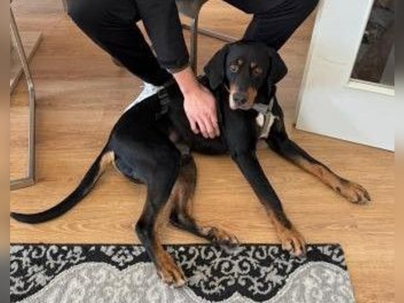 RICCO - Starker Begleiter mit großem Herz