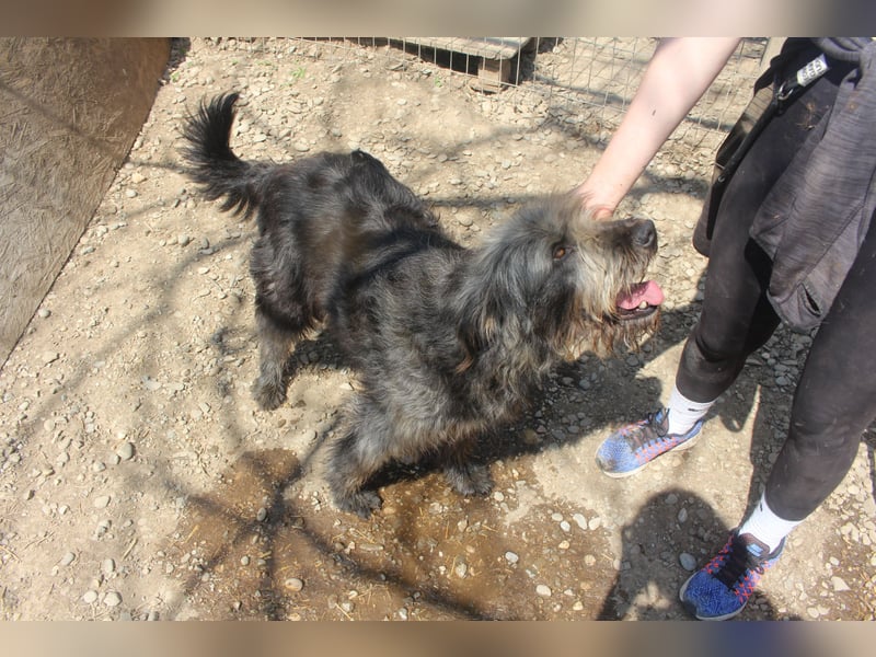 Kuscheliger RICKY sucht sein Zuhause