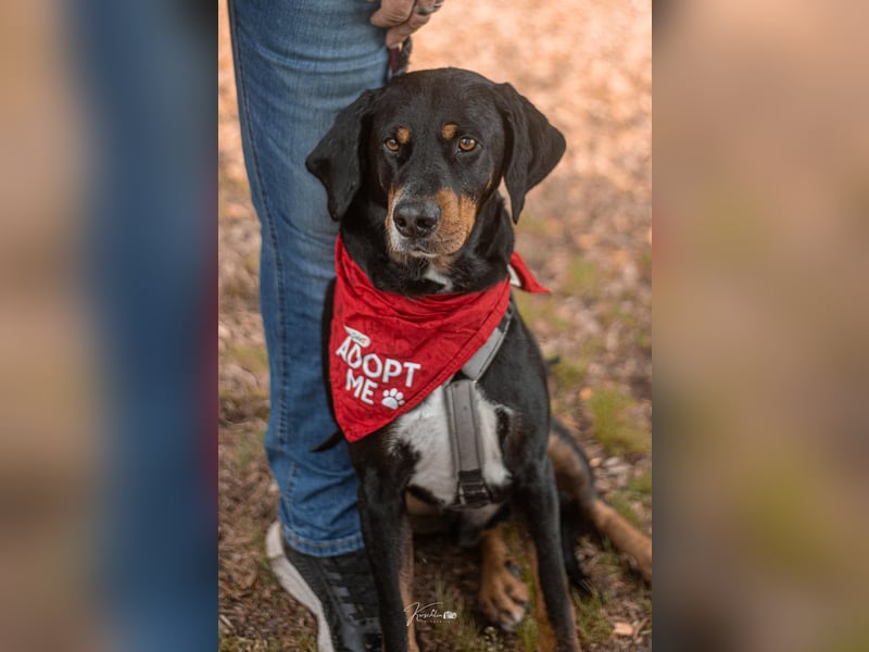 RICCO - Starker Begleiter mit großem Herz
