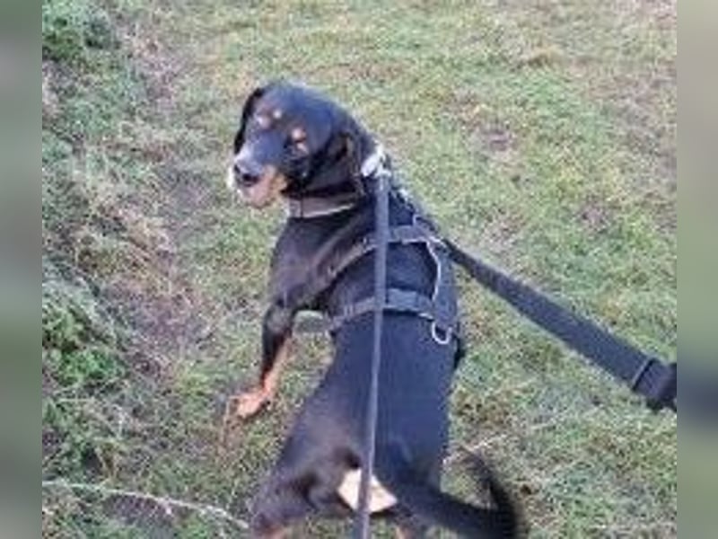 RICCO - Starker Begleiter mit großem Herz