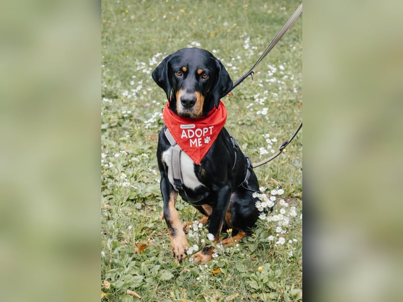 RICCO - Starker Begleiter mit großem Herz