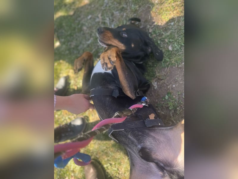 RICCO - Starker Begleiter mit großem Herz