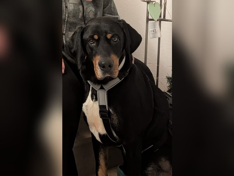 RICCO - Starker Begleiter mit großem Herz