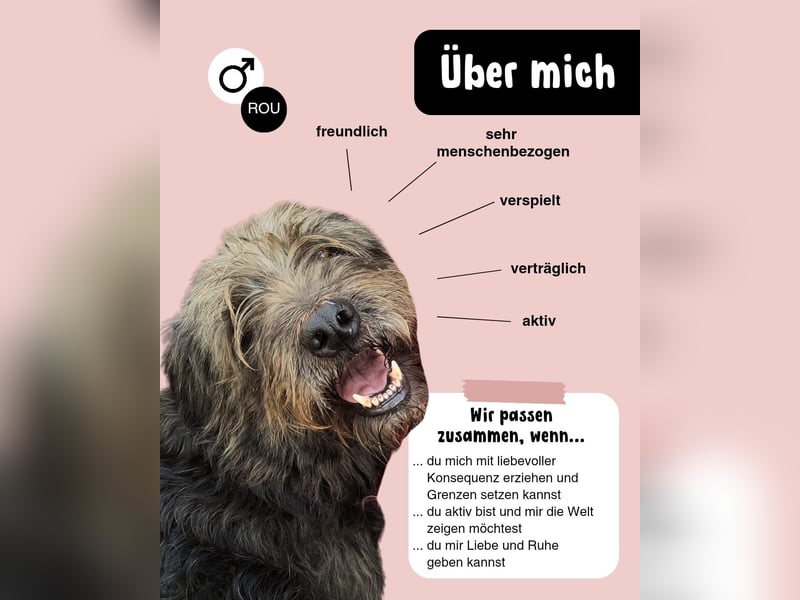 Kuscheliger RICKY sucht sein Zuhause