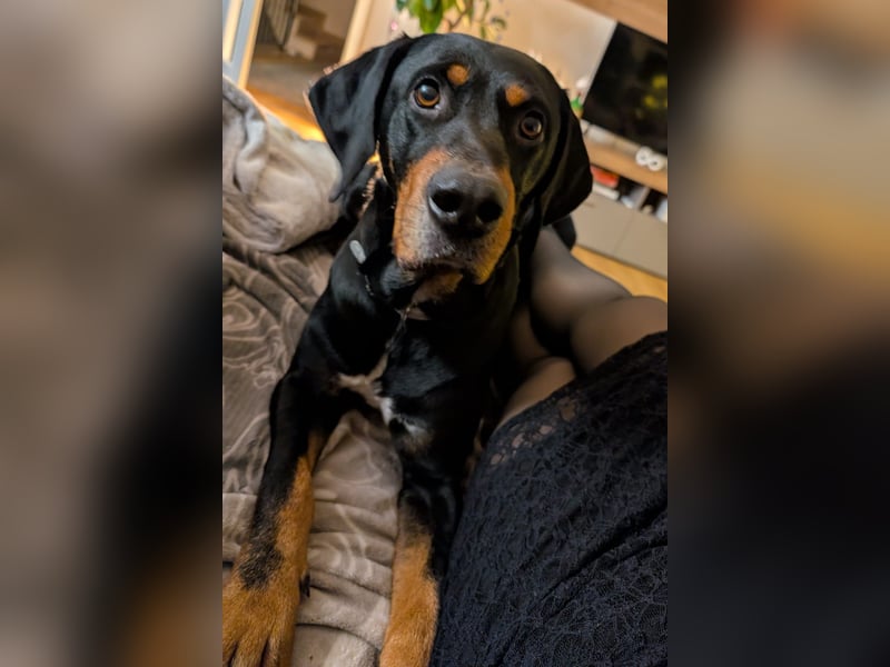 RICCO - Starker Begleiter mit großem Herz