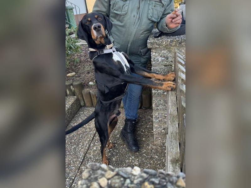 RICCO - Starker Begleiter mit großem Herz