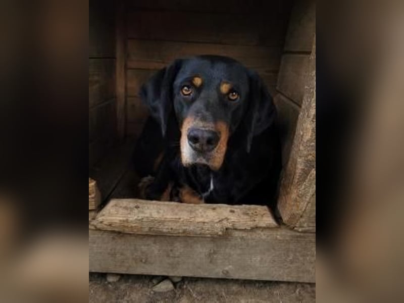 RICCO - Starker Begleiter mit großem Herz