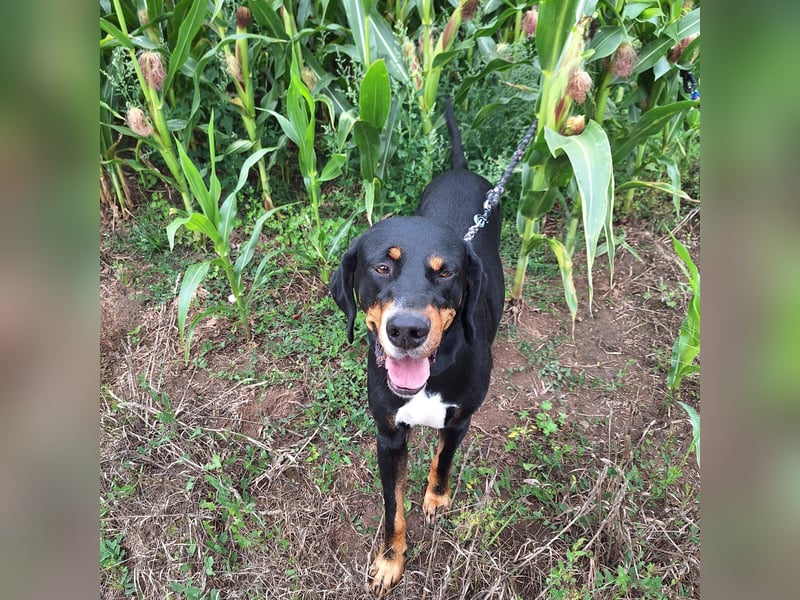 RICCO - Starker Begleiter mit großem Herz