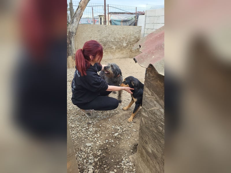 Kuscheliger RICKY sucht sein Zuhause