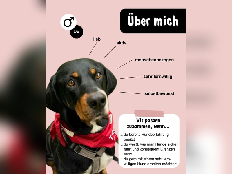 RICCO - Starker Begleiter mit großem Herz