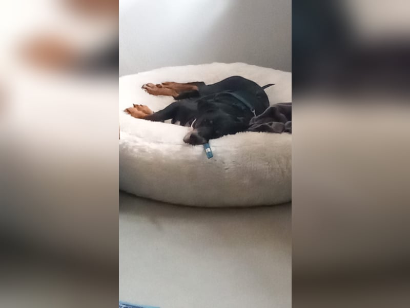 RICCO - Starker Begleiter mit großem Herz