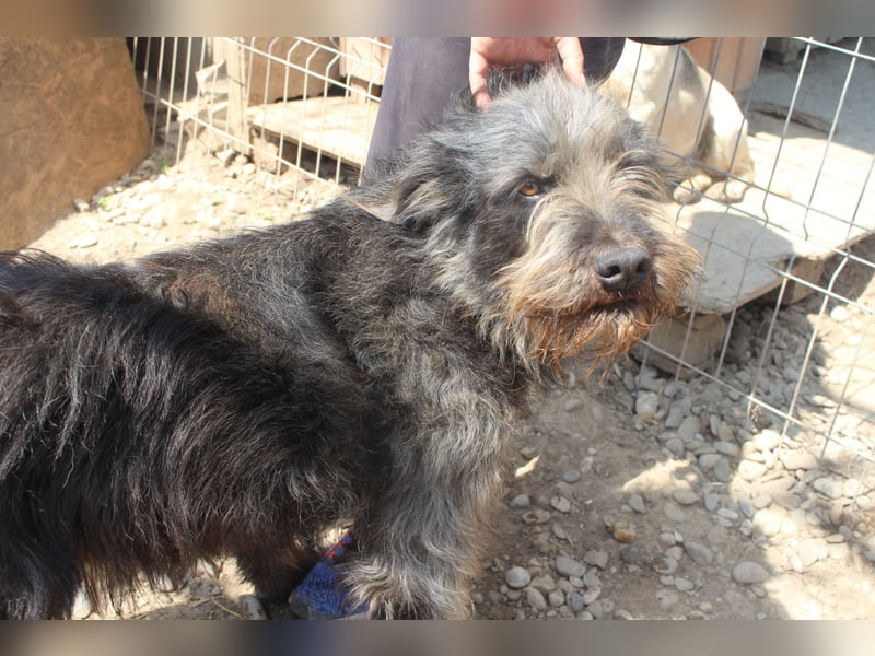 Kuscheliger RICKY sucht sein Zuhause