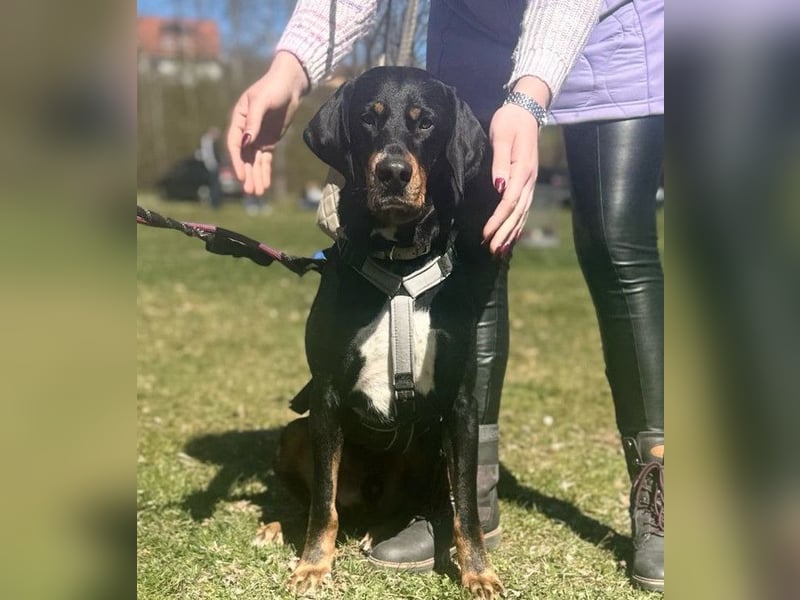 RICCO - Starker Begleiter mit großem Herz