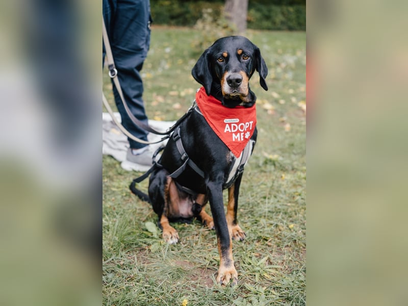 RICCO - Starker Begleiter mit großem Herz