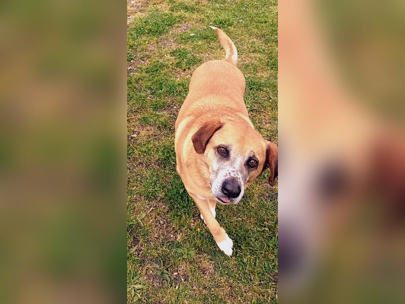 Panouli - liebenswerter Grieche