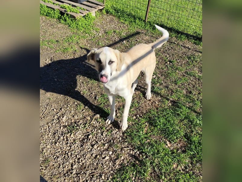 Aenna - freundliches Hundekind