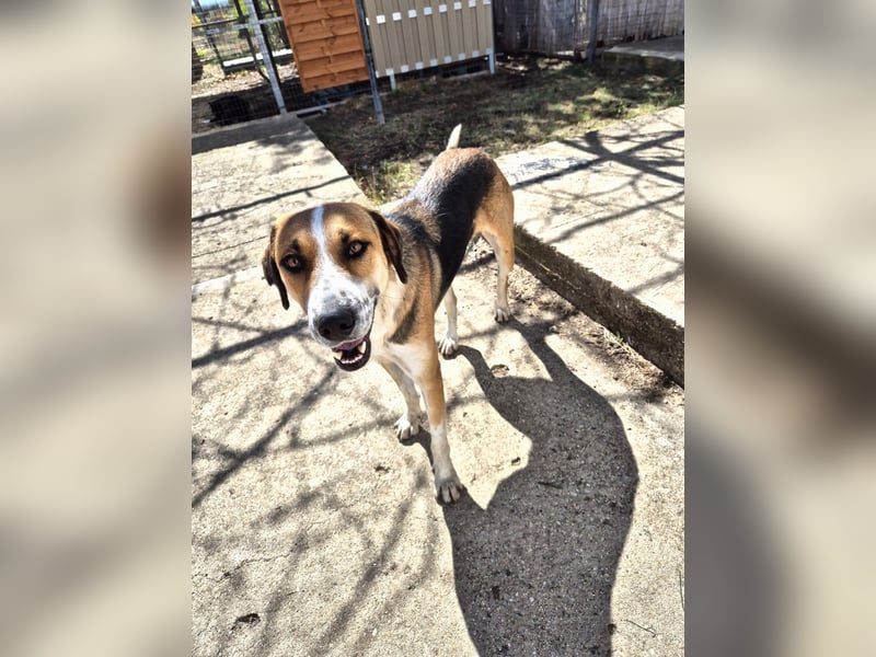 Thor - Traumhund sucht Familie