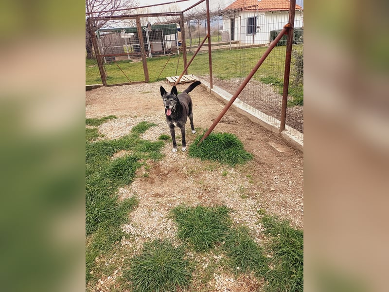 Lady - ganz Besonders