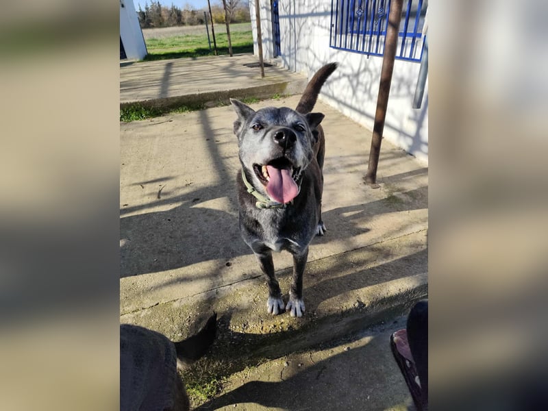 Lady - menschenbezogen, freundlich