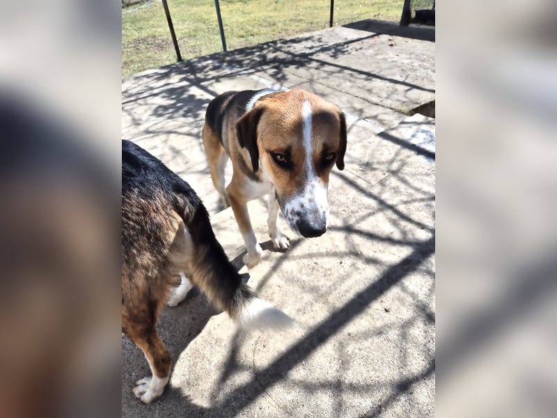 Thor - Traumhund sucht Familie