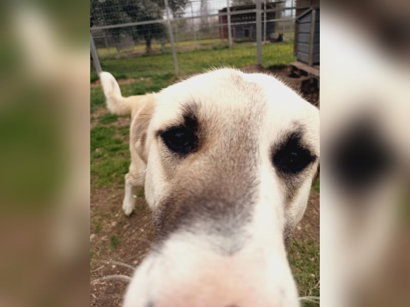 Süßer Fratz sucht Kuschelplatz