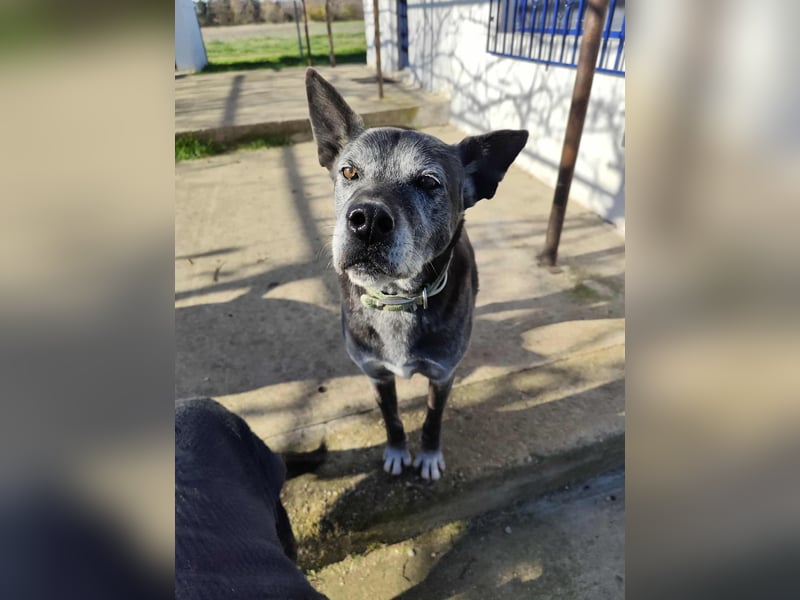 Lady - menschenbezogen, freundlich