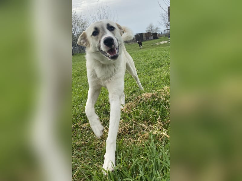 Süßer Fratz sucht Kuschelplatz