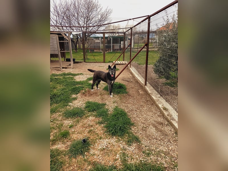 Lady - ganz Besonders