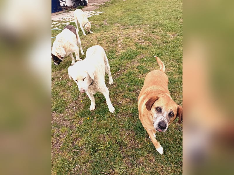 Panouli - liebenswerter Grieche