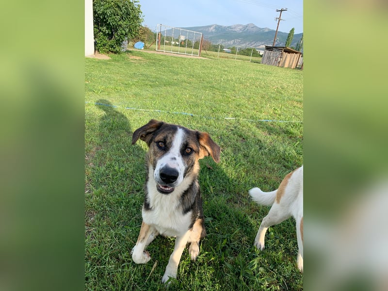 Thor - Traumhund sucht Familie