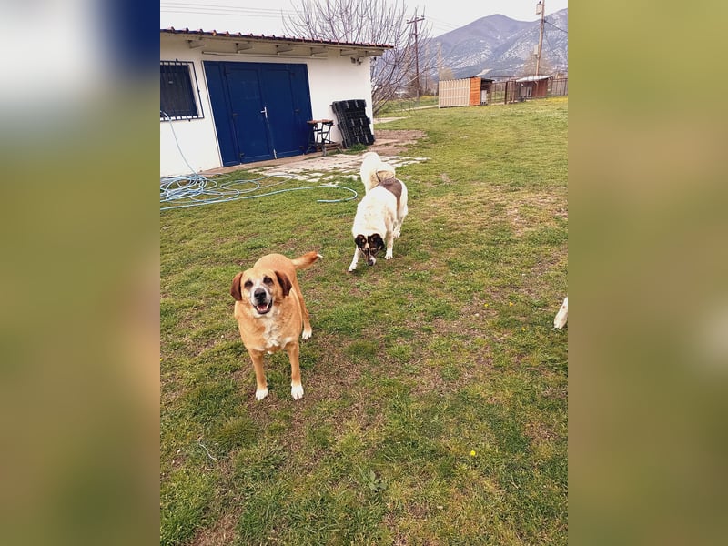 Panouli - liebenswerter Grieche