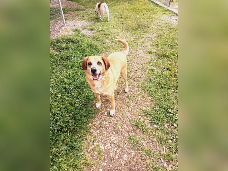 Panouli - liebenswerter Grieche