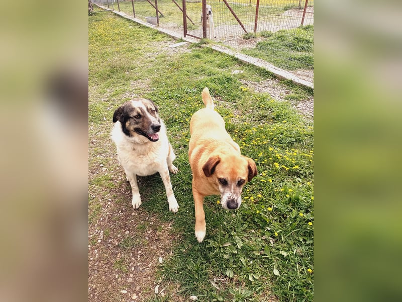 Panouli - liebenswerter Grieche