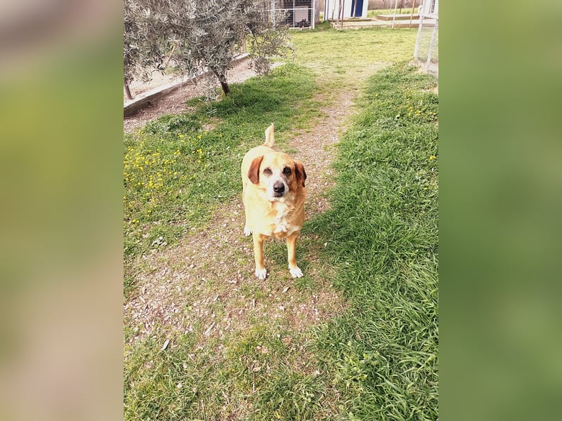 Panouli - liebenswerter Grieche