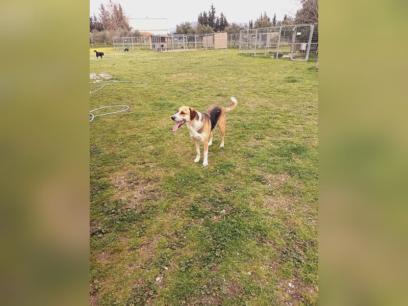 Thor - Traumhund sucht Familie