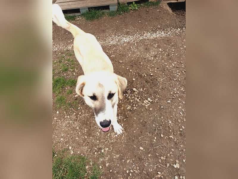 Süßer Fratz sucht Kuschelplatz