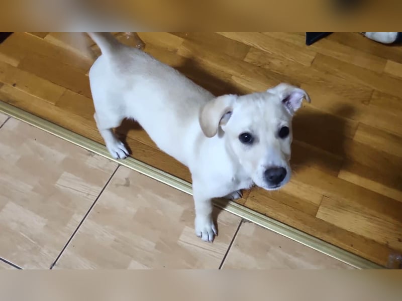 Knuffiger Benito sucht liebe Menschen