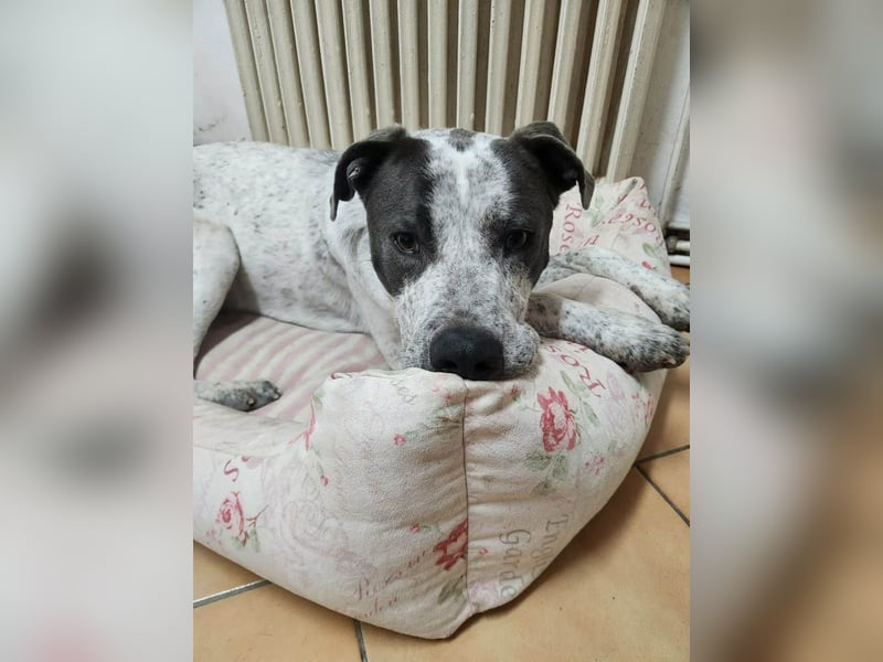 Großer Nero sucht ein ruhiges Zuhause