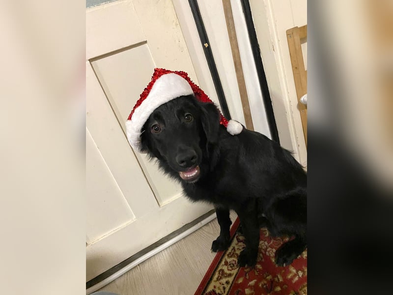 Aktiver Rollo sucht liebevolle und konsequente Menschen